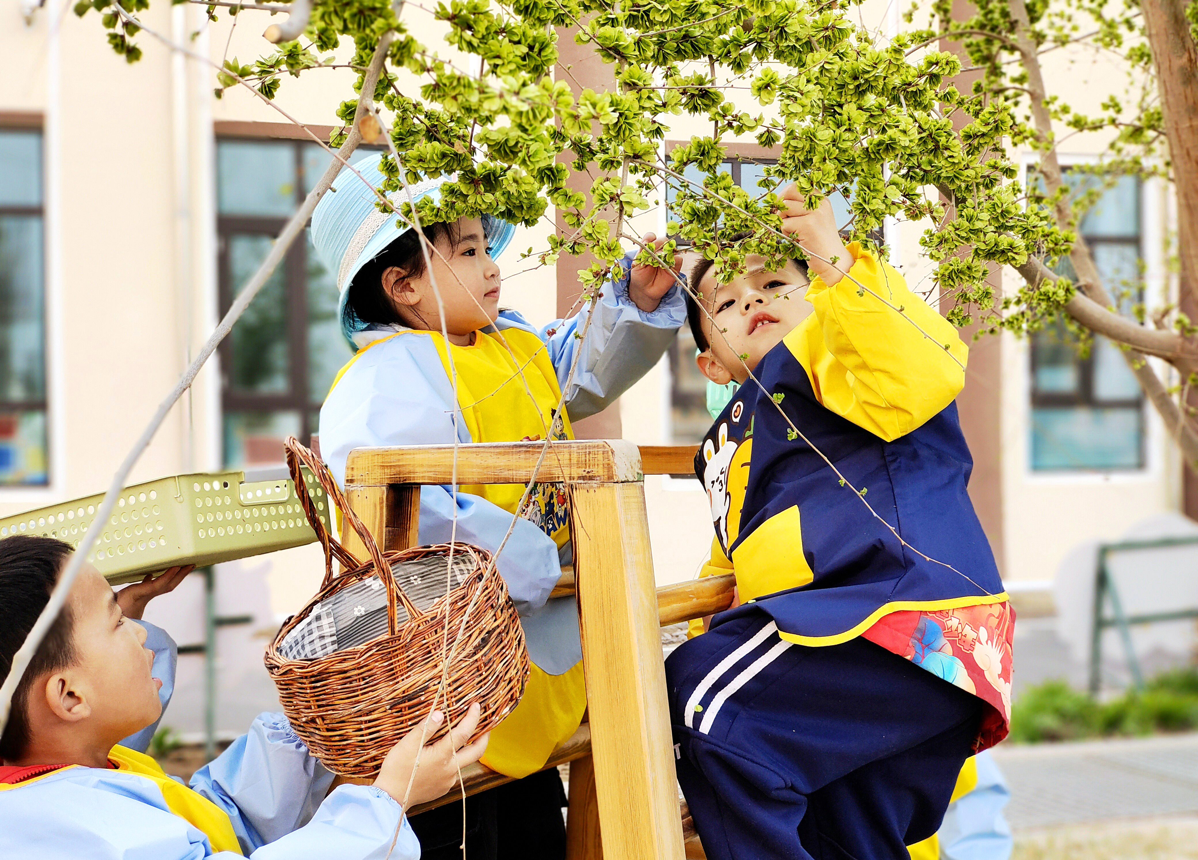 07 孩子們在采摘榆錢。楊海燕 攝.jpg
