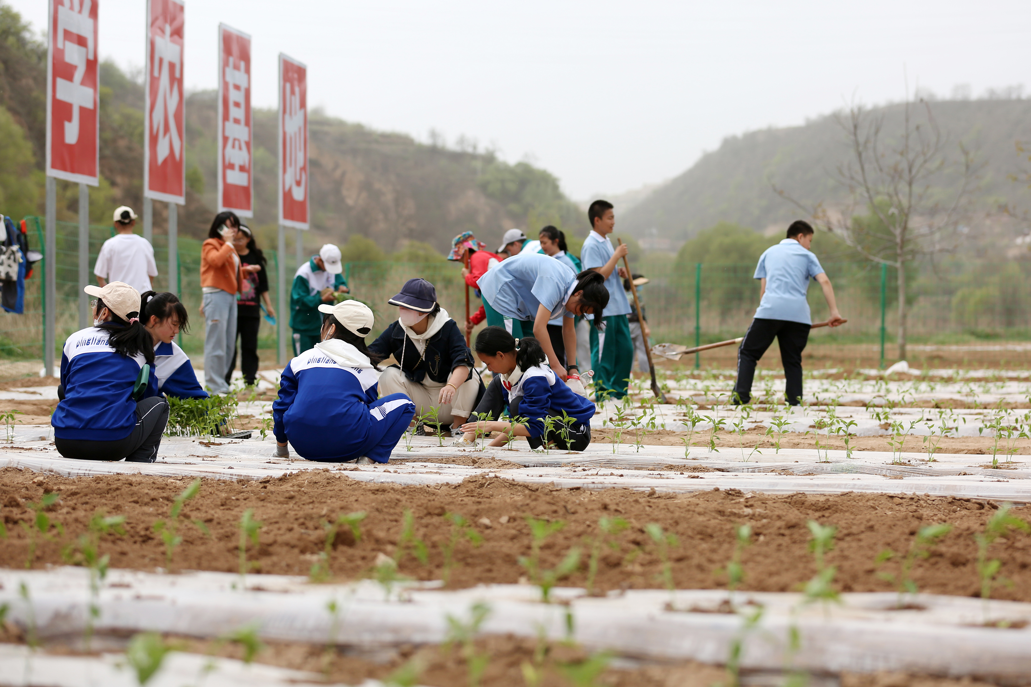 04——4月27日，在甘肅省平?jīng)鍪械谒闹袑W(xué)行知園學(xué)農(nóng)基地里，學(xué)生們?cè)诜N植辣椒苗。.JPG